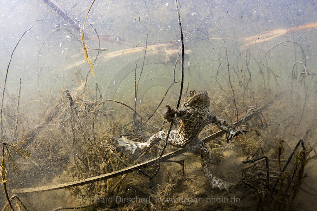 Toad in Biotope, Bufo bufo, Munich, Bavaria, Germany