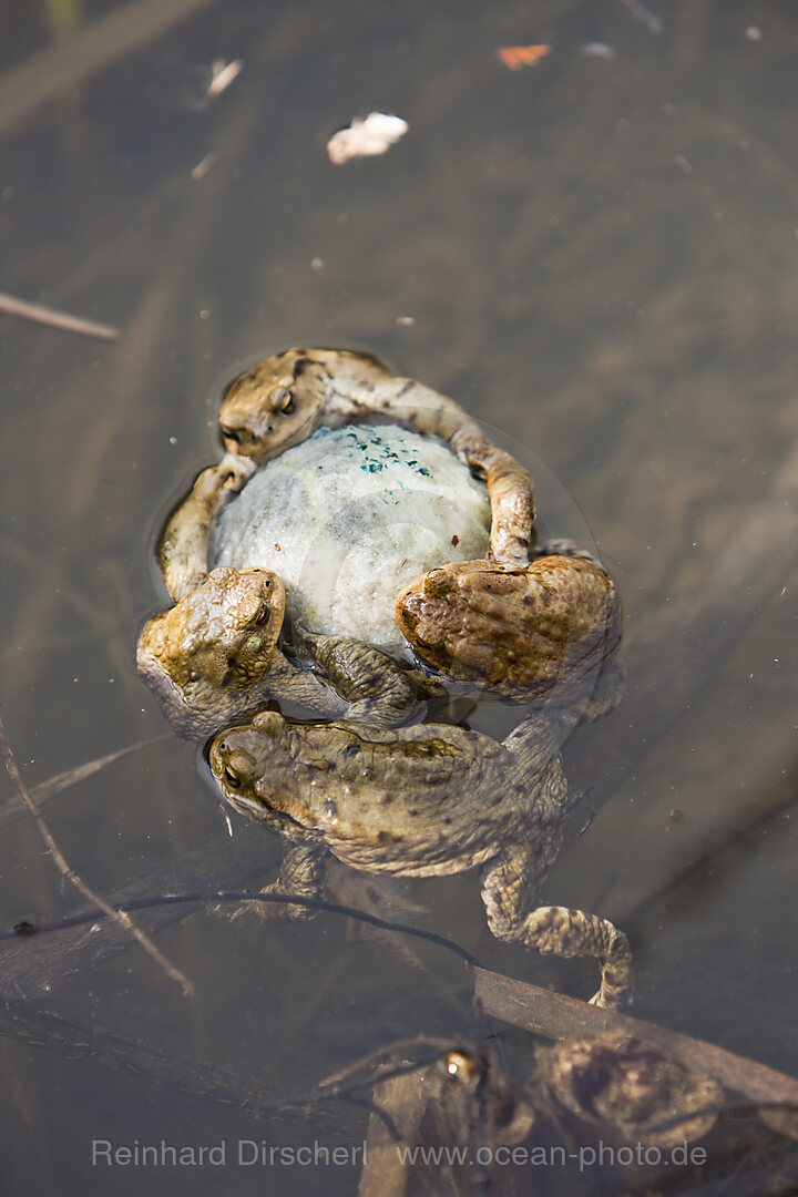 Toads cling to Tennis Ball in Mating Season