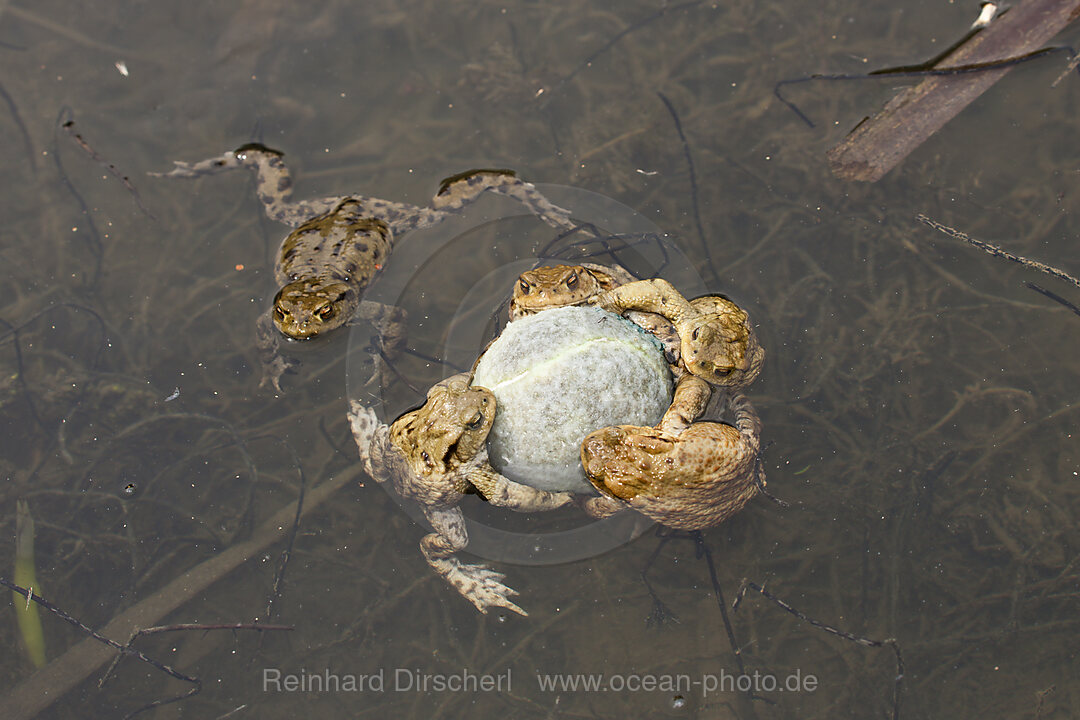 Erdkroeten klammern Tennisball in Paarungsstimmung, Bufo bufo, Muenchen, Bayern, Deutschland