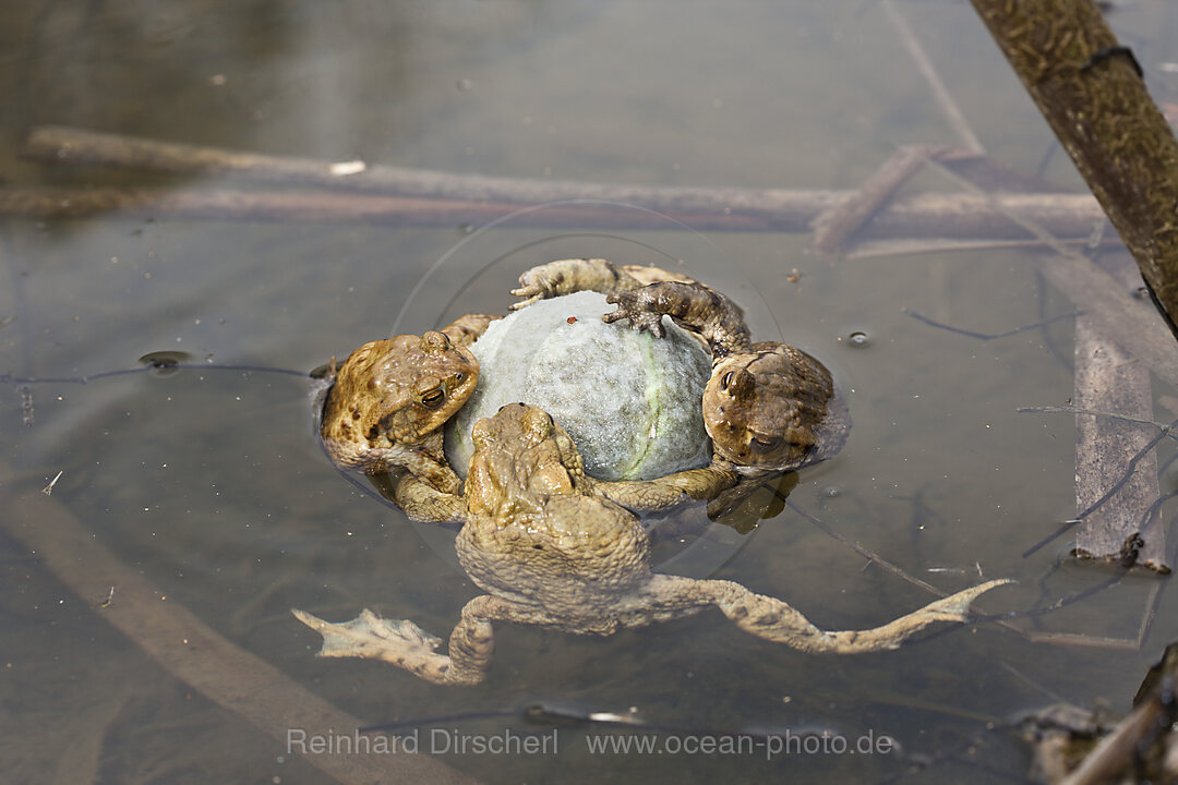 Erdkroeten klammern Tennisball in Paarungsstimmung, Bufo bufo, Muenchen, Bayern, Deutschland