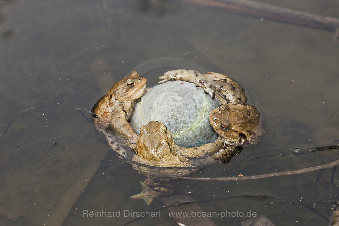 Erdkroeten klammern Tennisball in Paarungsstimmung