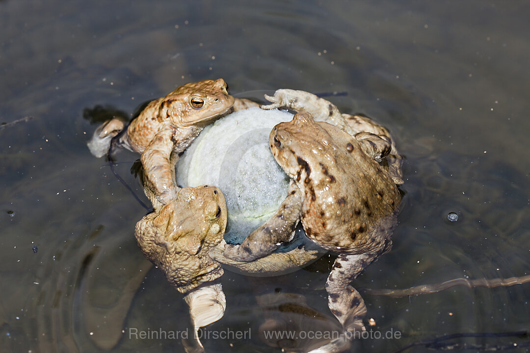 Erdkroeten klammern Tennisball in Paarungsstimmung, Bufo bufo, Muenchen, Bayern, Deutschland