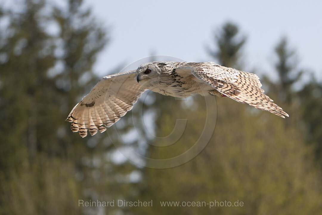 Uhu im Flug, Bubo bubo, Deutschland