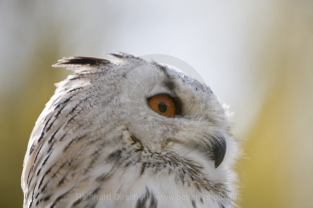 Eagle-Owl Head