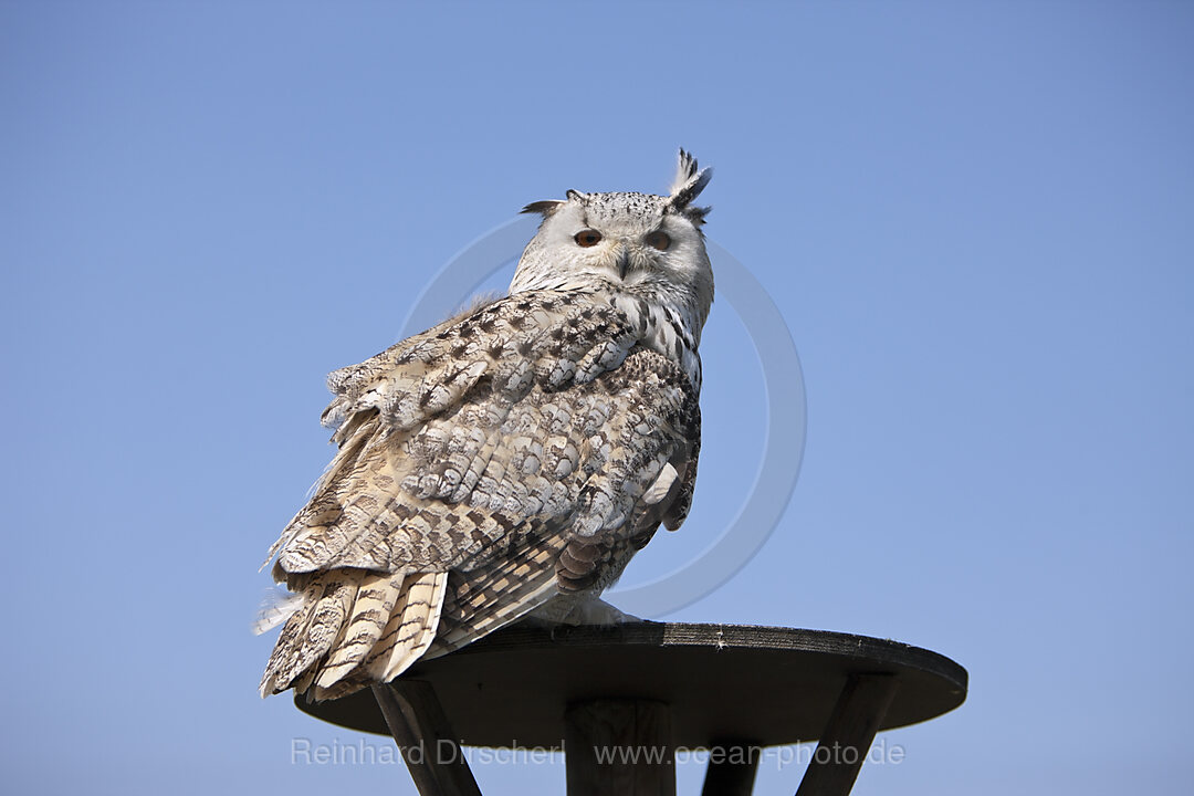 Eagle-Owl