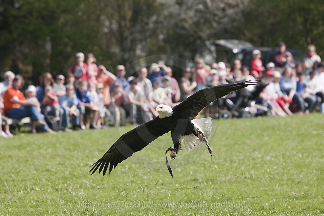 Bald Eagle