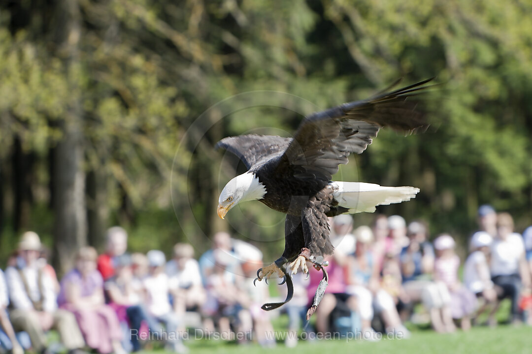 Bald Eagle