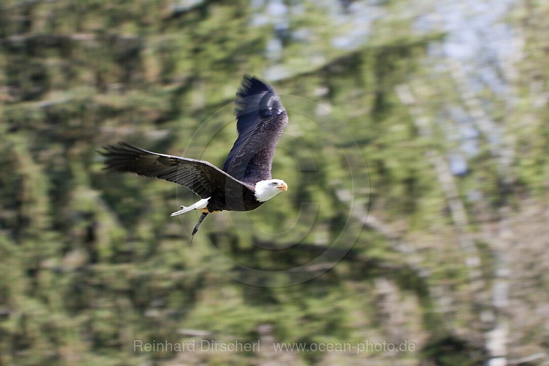 Weisskopf-Seeadler im Flug, Haliaeetus leucocephalus, Wildpark Poing, Deutschland