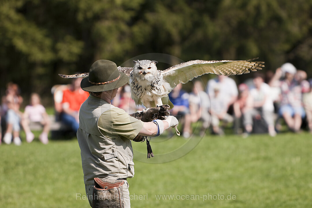 Falconer and Eagle-Owl, Bubo bubo, Wildlife Park Poing, Germany