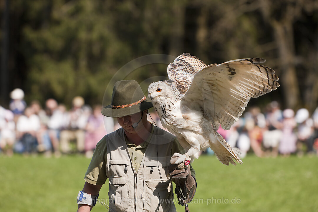 Falconer and Eagle-Owl, Bubo bubo, Wildlife Park Poing, Germany