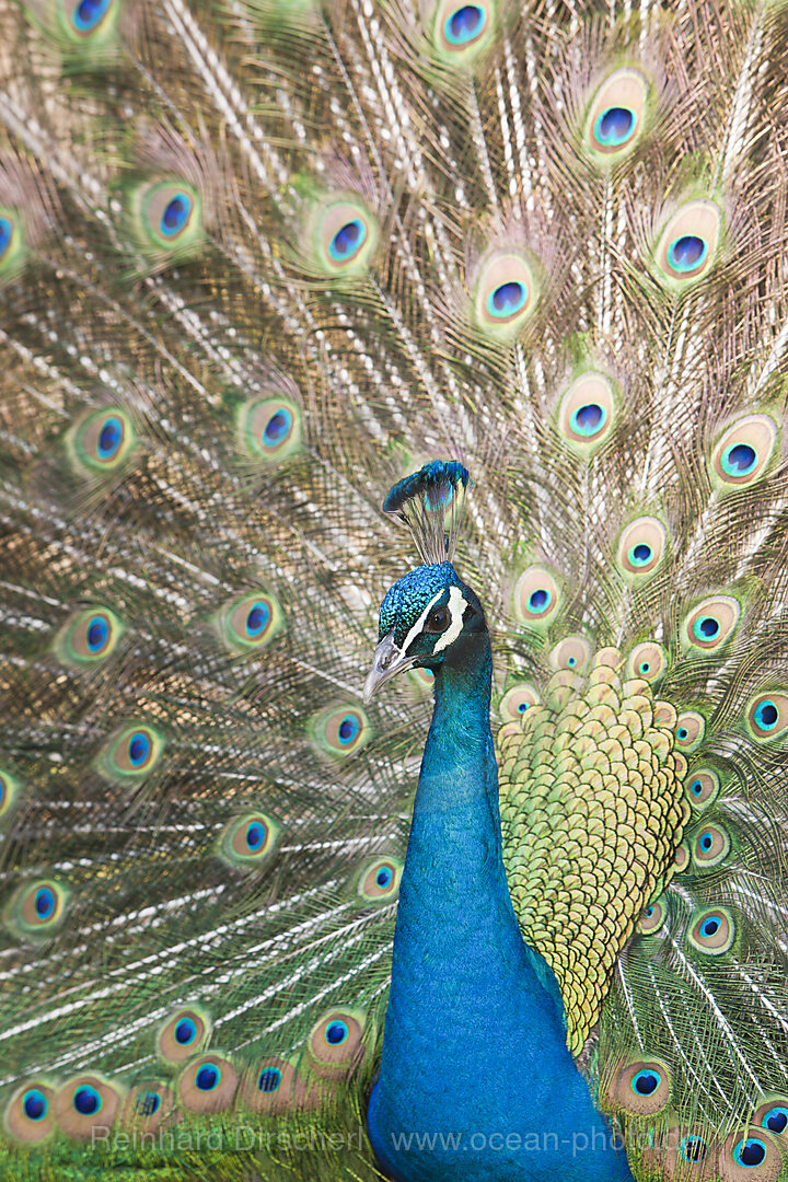 Blauer Pfau, Pavo christatus, Wildpark Poing, Deutschland