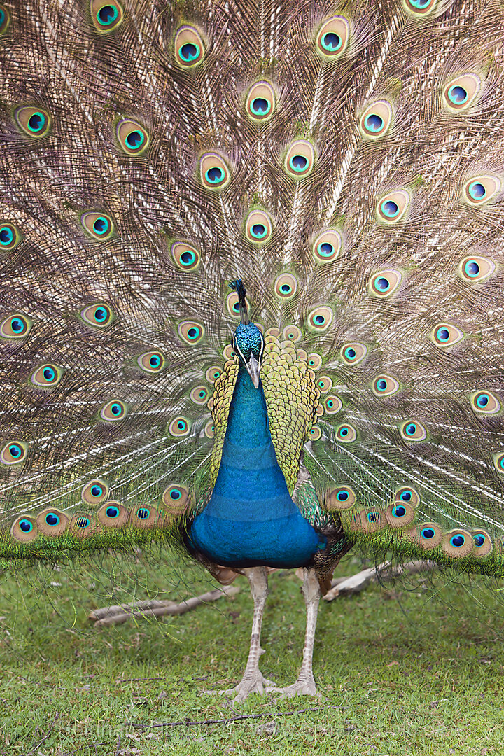 Blue Peafowl