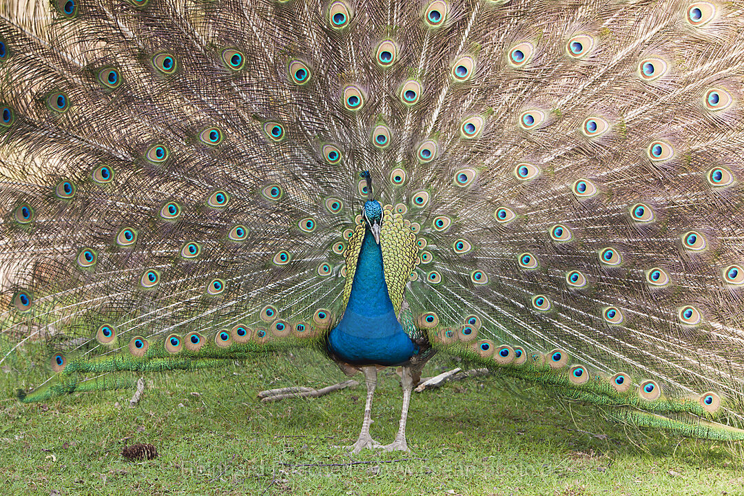 Blauer Pfau, Pavo christatus, Wildpark Poing, Deutschland