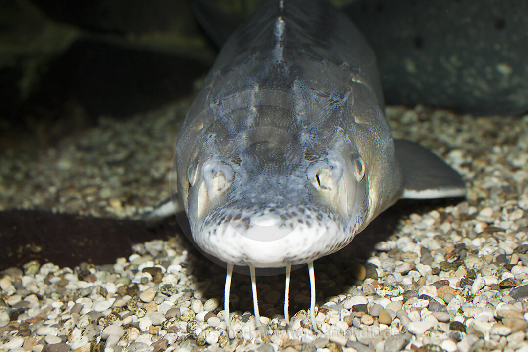 Russian Sturgeon