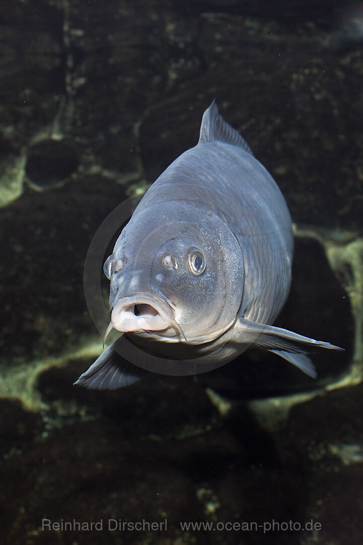 Carp