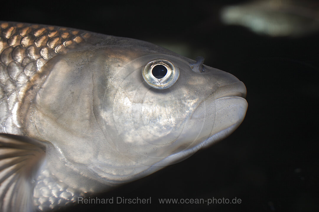 Doebel, Aitel, Leuciscus cepahlus, Oberlausitz, Sachsen, Deutschland