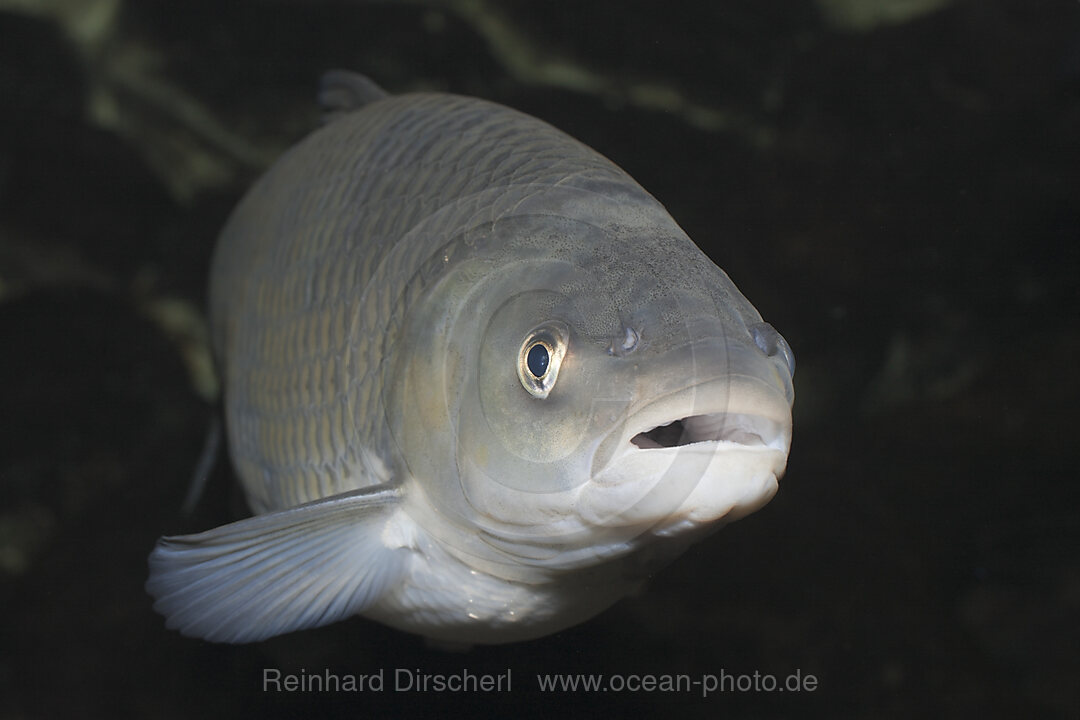 European Chub