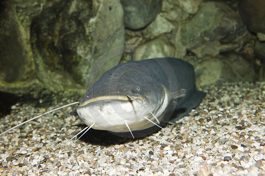 Wels Catfish