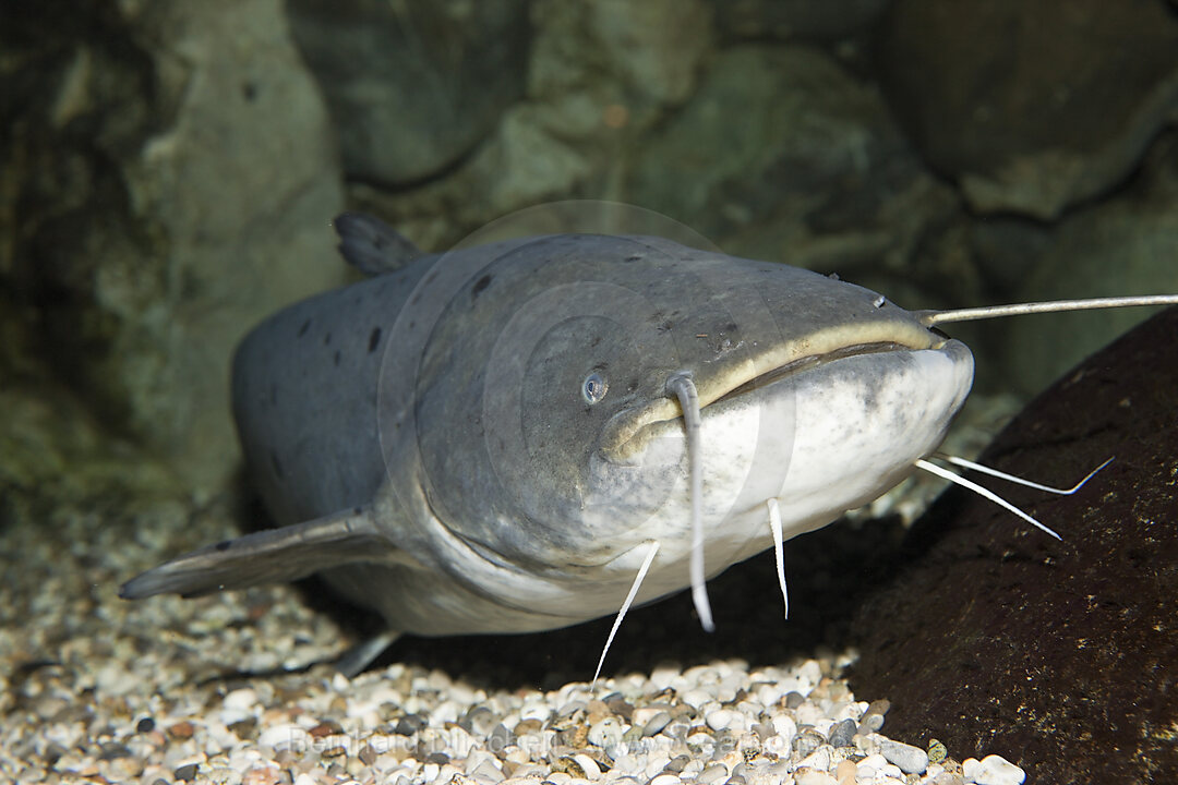 Wels Catfish