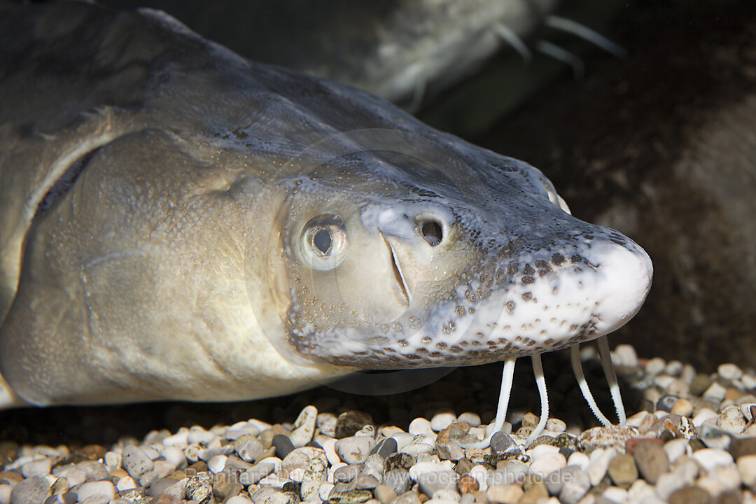 Russian Sturgeon