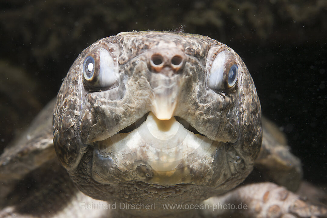 Grosskopf-Schildkroete, Platysternon megacephalum, Thailand