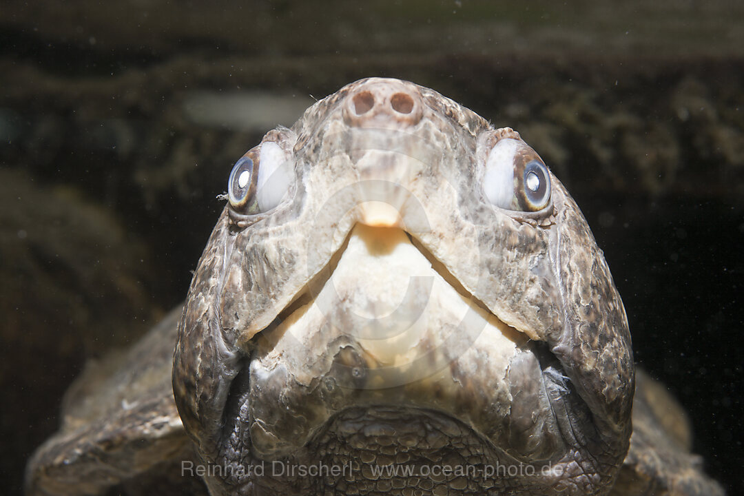 Grosskopf-Schildkroete, Platysternon megacephalum, Thailand