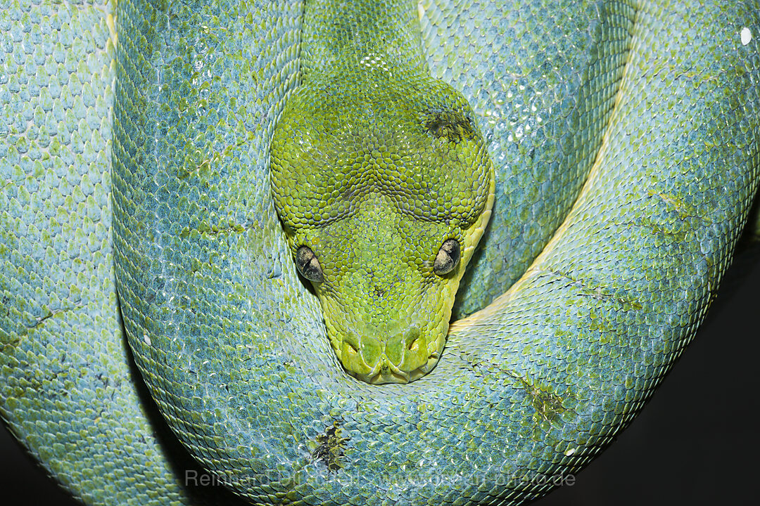 Green Tree Python