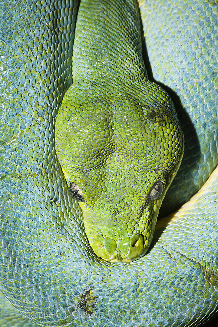 Gruener Baumpython, Morelia viridis, West Papua, Misool, Indonesien