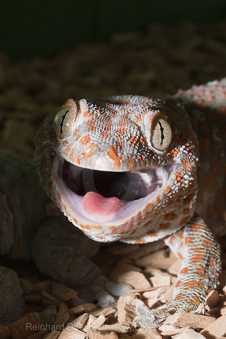 Tokkee, Gekko gecko, West Papua, Misool, Indonesien