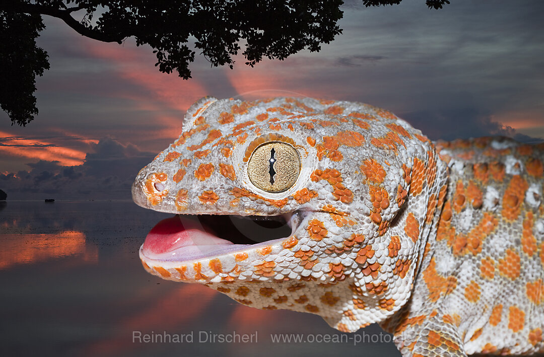 Tokay Gecko