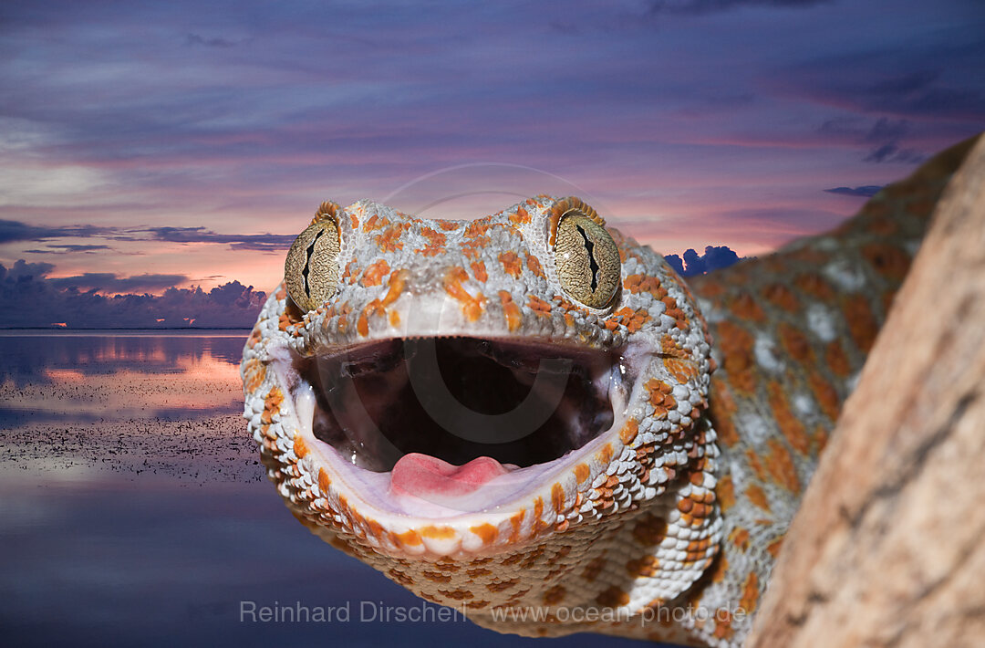 Tokay Gecko