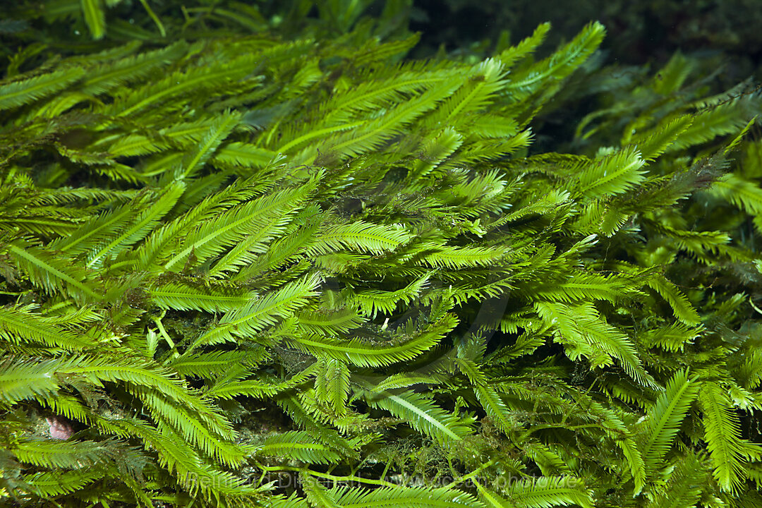 Killeralge Caulerpa, Caulerpa, Mittelmeer, Frankreich