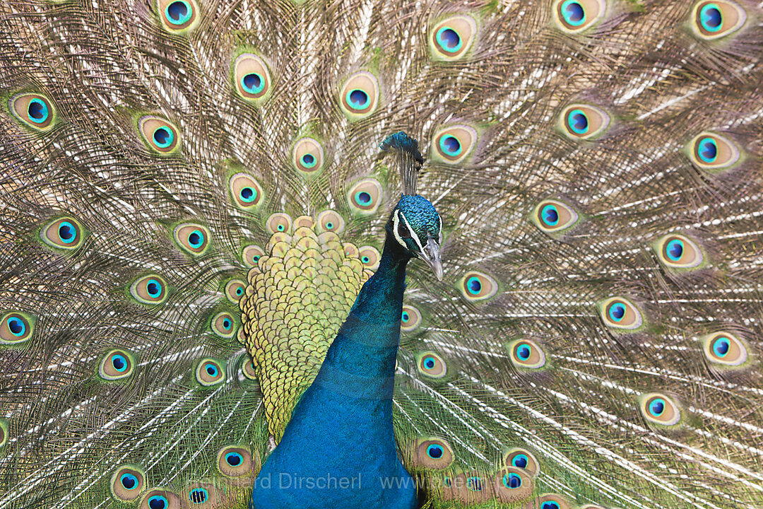 Blue Peafowl