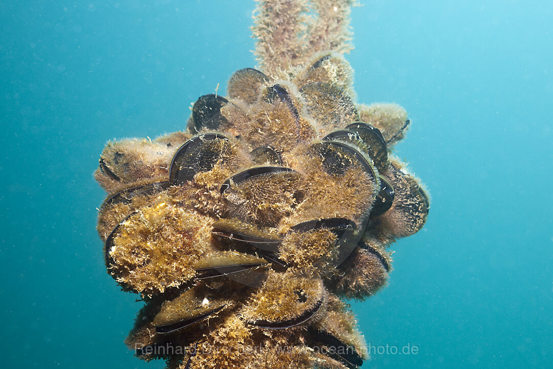 Blue Mussels, Mytilus edulis, Istria, Adriatic Sea, Mediterranean Sea, Croatia