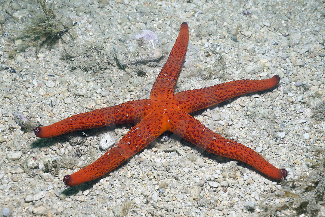 Red Starfish, Echinaster sepositus, Istria, Adriatic Sea, Mediterranean Sea, Croatia