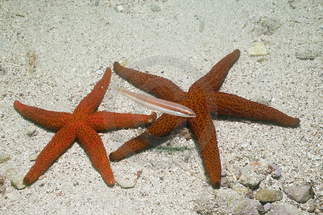 Red Starfish, Echinaster sepositus, Istria, Adriatic Sea, Mediterranean Sea, Croatia