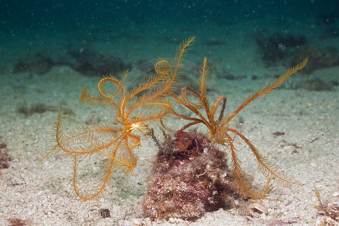 Gelbe Mittelmeer-Haarsterne, Antedon mediterranea, Istrien, Adria, Mittelmeer, Kroatien