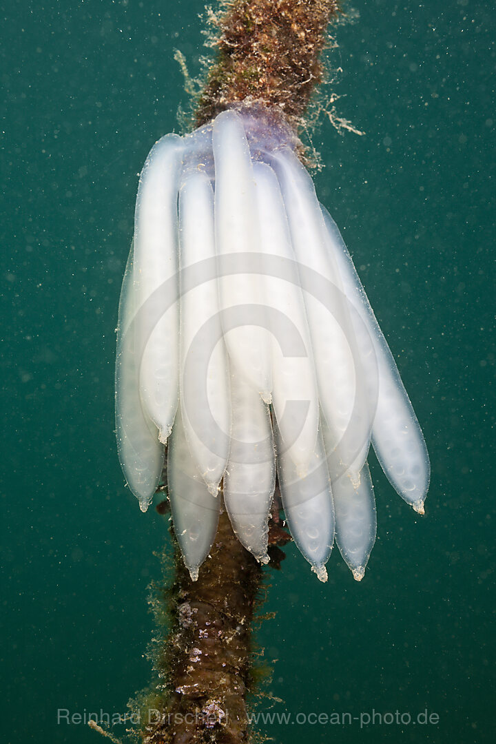 Eggmass of Squid attached on Rope, Istria, Adriatic Sea, Mediterranean Sea, Croatia