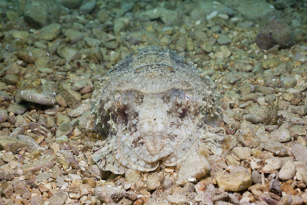 Common Cuttlefish