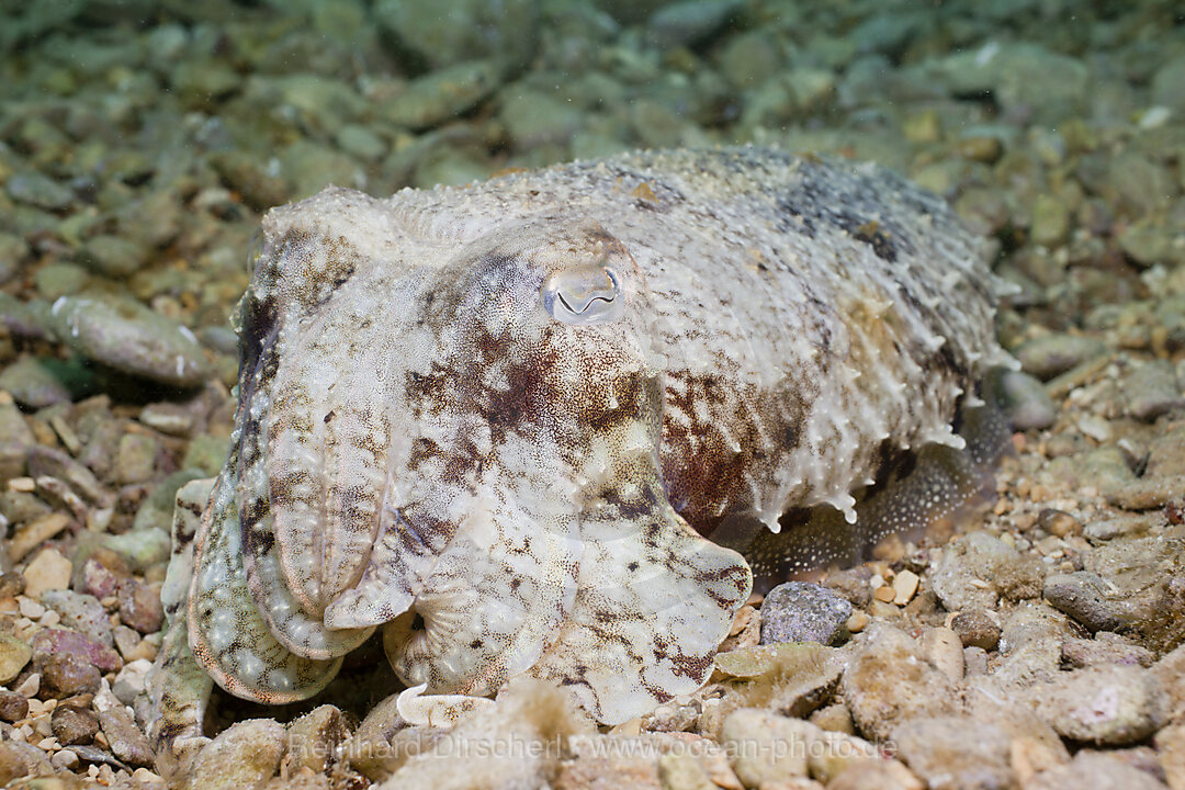 Common Cuttlefish, Sepia officinalis, Istria, Adriatic Sea, Mediterranean Sea, Croatia