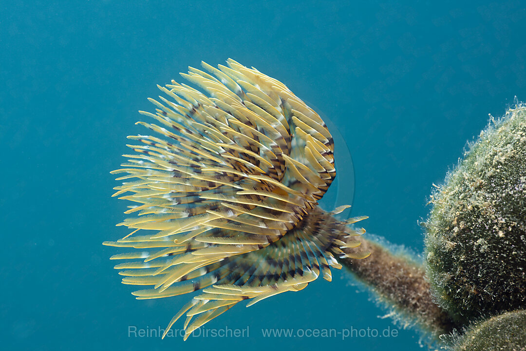 Small Spiral Tube Worm, Spirographis spallanzani, Istria, Adriatic Sea, Mediterranean Sea, Croatia