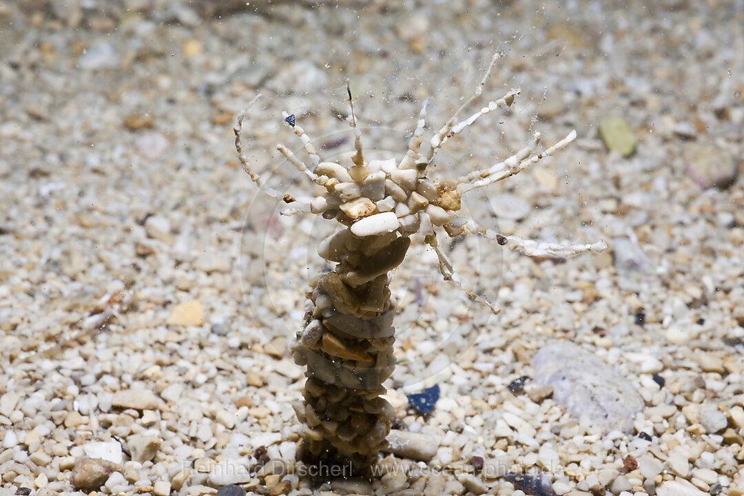 Steinchen-Roehrenwurm, Eupolymnia nebulosa, Istrien, Adria, Mittelmeer, Kroatien