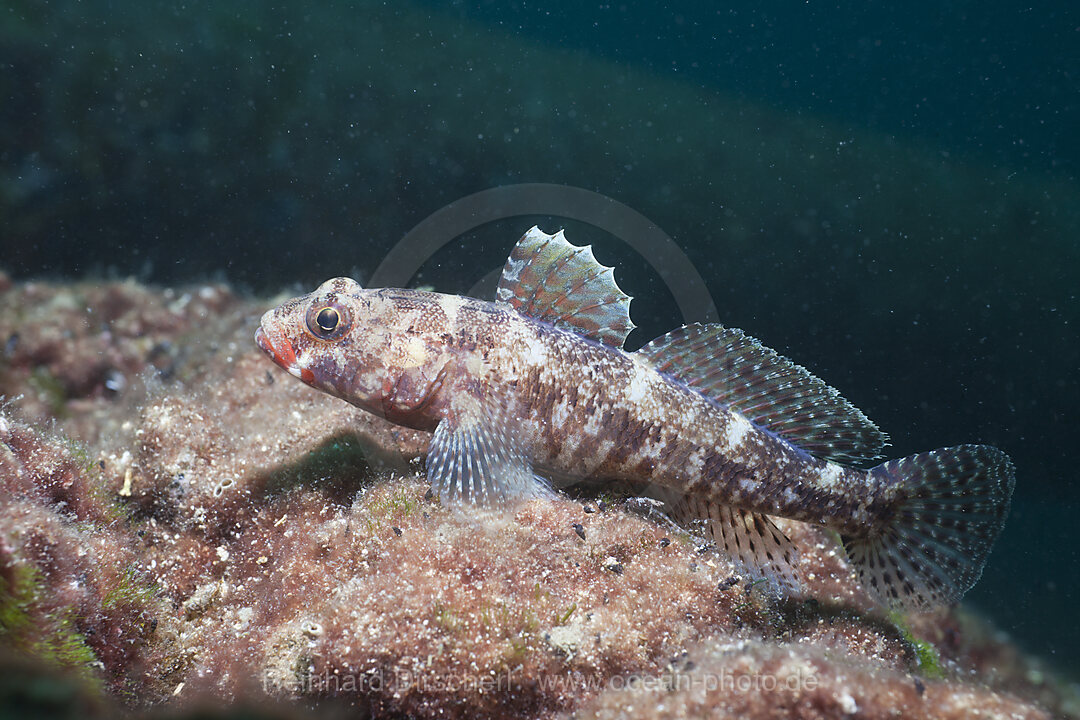 Rotmaulgrundel, Gobius cruentatus, Istrien, Adria, Mittelmeer, Kroatien