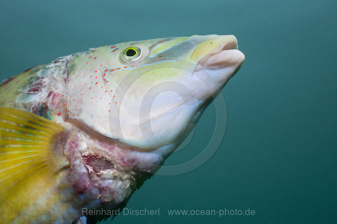 Pfauen-Lippfisch, Symphodus tinca, Istrien, Adria, Mittelmeer, Kroatien