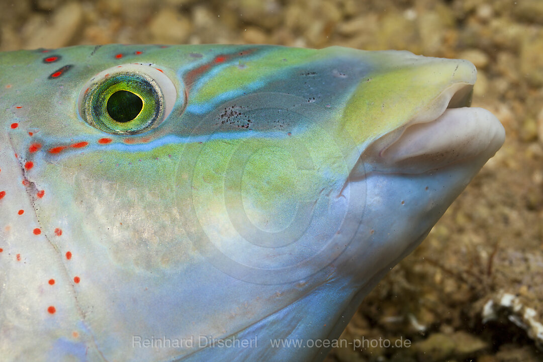 Pfauen-Lippfisch, Symphodus tinca, Istrien, Adria, Mittelmeer, Kroatien