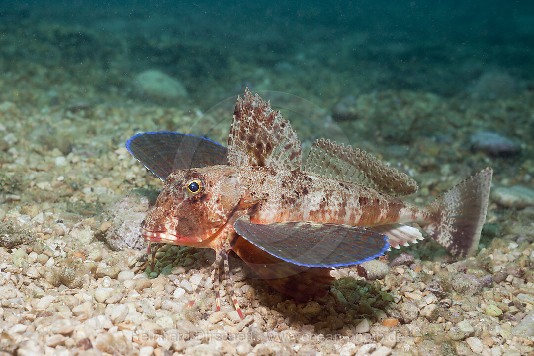 Gestreifter Knurrhahn, Trigloporus lastoviza, Istrien, Adria, Mittelmeer, Kroatien