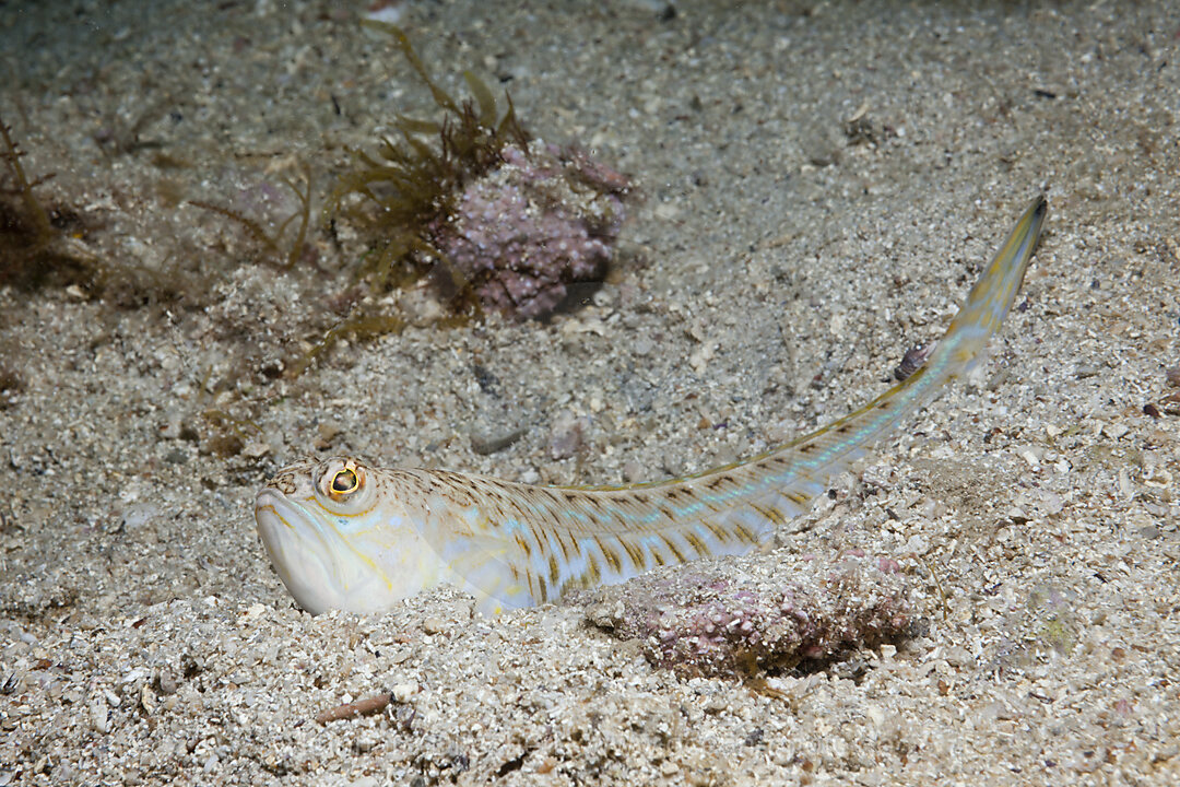 Buntes Petermaennchen, Trachinus draco, Istrien, Adria, Mittelmeer, Kroatien