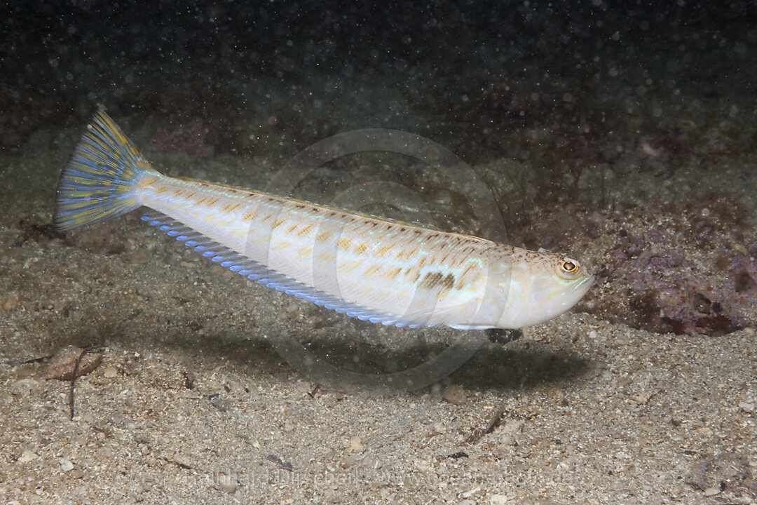 Buntes Petermaennchen, Trachinus draco, Istrien, Adria, Mittelmeer, Kroatien