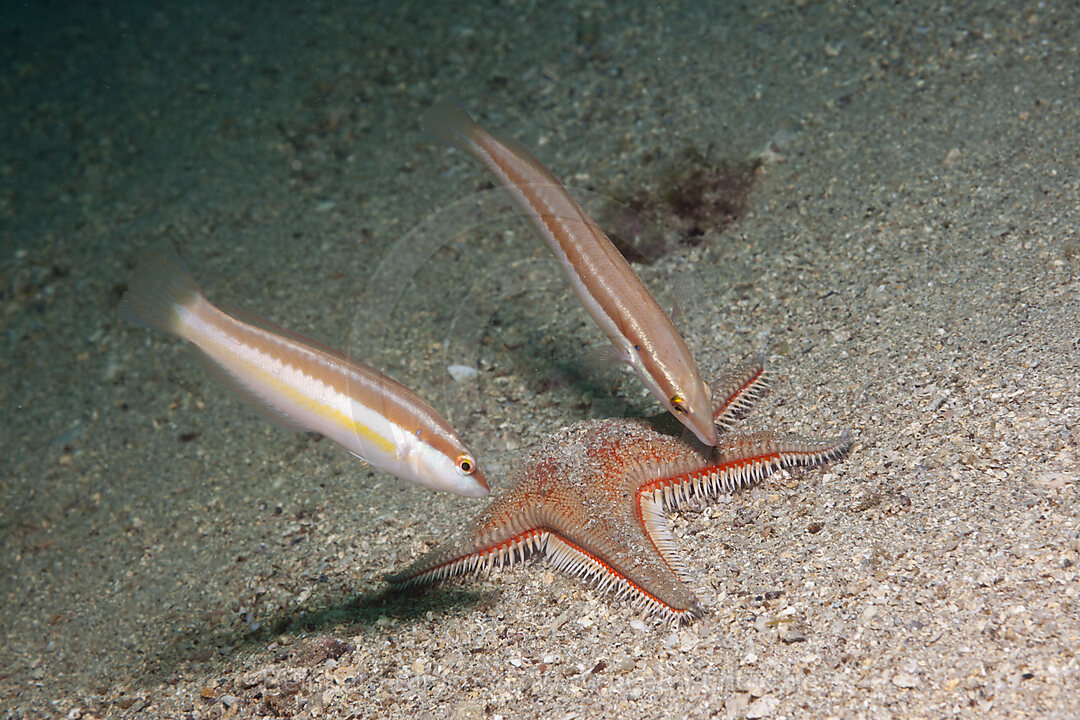 Juvenile Meerjunker und Kamm-Seestern, Coris julis, Astropecten aranciacus, Istrien, Adria, Mittelmeer, Kroatien