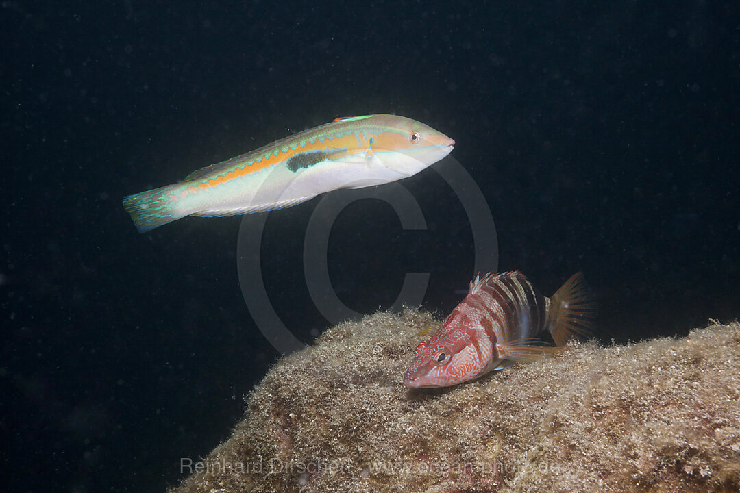 Meerjunker und Schriftbarsch, Coris julis, Serranus scriba, Istrien, Adria, Mittelmeer, Kroatien